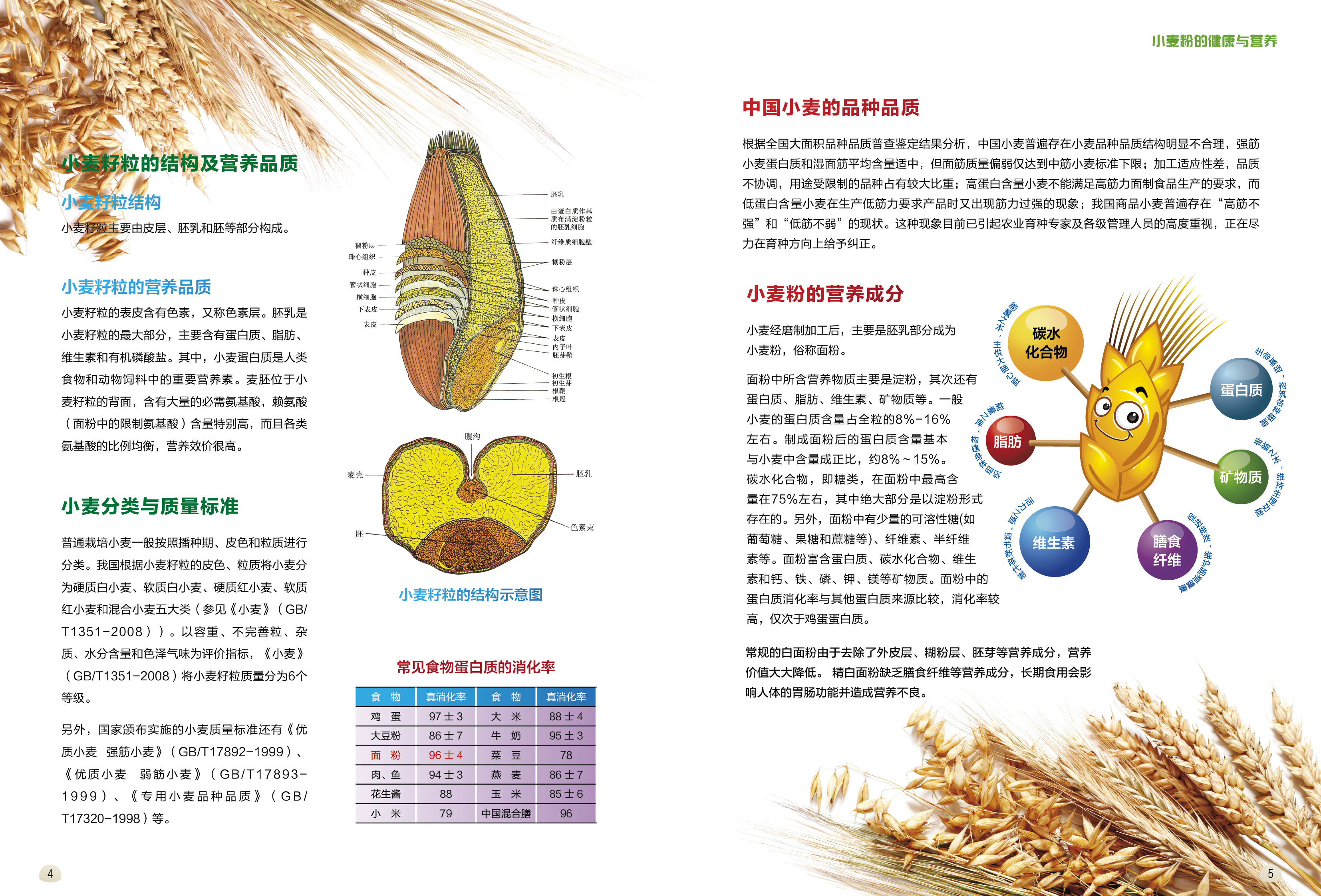 小麦粉营养与健康-4.jpg